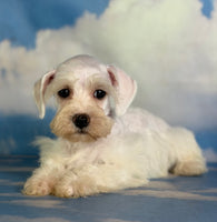 Pearl Female Schnoodle $1375
