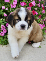 Saint Bernard