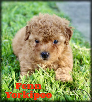 Fenn Male Yorkipoo $850