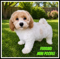 Ferrari Male Mini Poodle $850