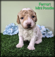 Ferrari Male Mini Poodle $950