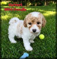 Ferrari Male Mini Poodle $950