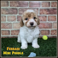 Ferrari Male Mini Poodle $950