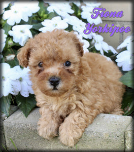 Yorkipoo