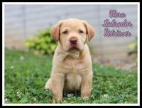 Labrador Retriever
