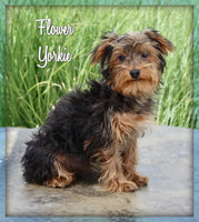 Yorkshire Terrier