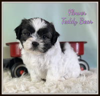 Flower Female Teddy Bear $875