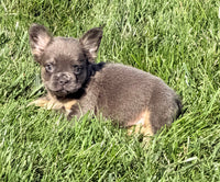 Crystal Female AKC French Bulldog $1400