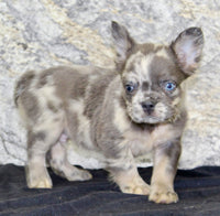 Lance Male AKC French Bulldog $1500