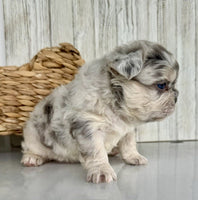 Fluffy French Bulldog