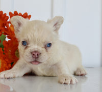 Fluffy French Bulldog
