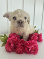 Fluffy French Bulldog
