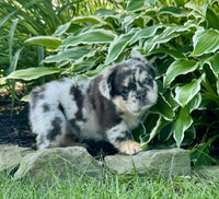  Fluffy French Bulldog
