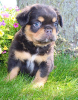  Fluffy French Bulldog