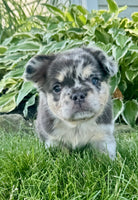  Fluffy French Bulldog