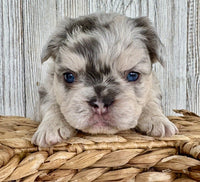 Fluffy French Bulldog