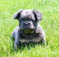 Fluffy French Bulldog