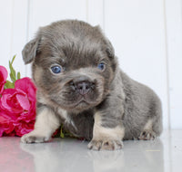 Fluffy French Bulldog