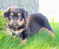  Fluffy French Bulldog