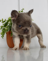 Fluffy French Bulldog