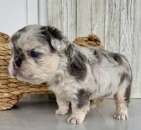 Fluffy French Bulldog