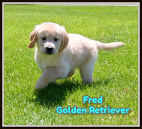 Fred Male AKC Golden Retriever $2300