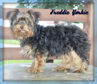 Freddie Male ACA Yorkshire Terrier $499