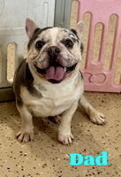 Mia Female AKC French Bulldog $1600