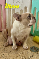 Mia Female AKC French Bulldog $1600