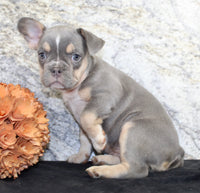 Gloria Female AKC French Bulldog $1400