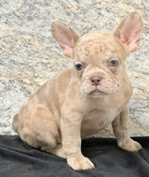 Ava Female AKC French Bulldog $1350