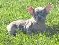 Kent Male AKC French Bulldog $1500