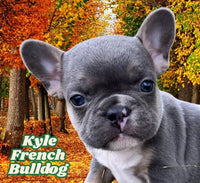 Kyle Male AKC French Bulldog $2500