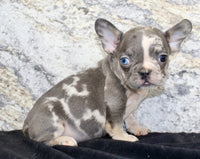 Maggie Female AKC French Bulldog $1500