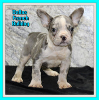 Dallas AKC Male French Bulldog $1450