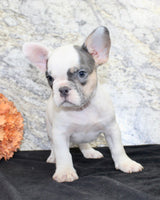 Barlow Male AKC French Bulldog $1350