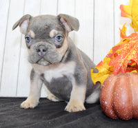 Benny Male AKC French Bulldog $1500