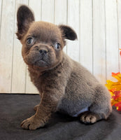 Duke Male Fluffy AKC French Bulldog $1550