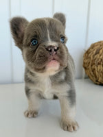 Darla Female AKC Fluffy French Bulldog $2450