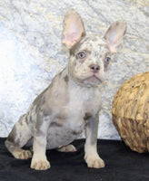 Shelia Female AKC French Bulldog $1400