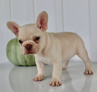 Hendricks AKC Male French Bulldog $1450