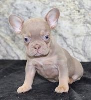 Amber Female AKC French Bulldog $1350