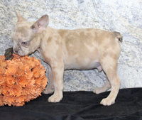 Zack Male AKC French Bulldog $1400