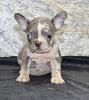 Maggie Female AKC French Bulldog $1500