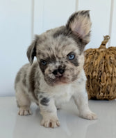 Dallas Male AKC Fluffy French Bulldog $2450