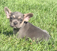 Frankie Male AKC French Bulldog $1450