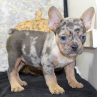 Kelly Female AKC French Bulldog $1450