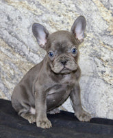 Fern Female AKC French Bulldog $1400