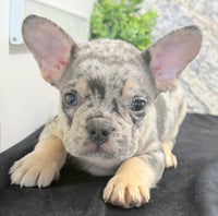 Kent Male AKC French Bulldog $1500
