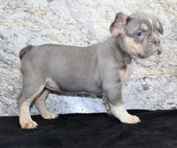 Gloria Female AKC French Bulldog $1400
